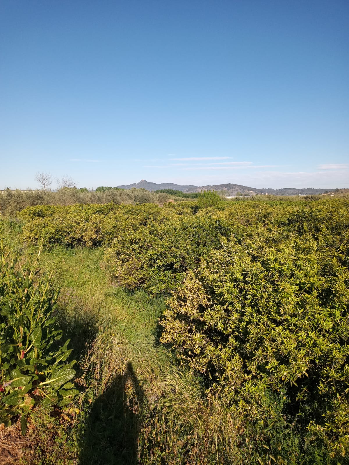 IMG-20260506-WA0002