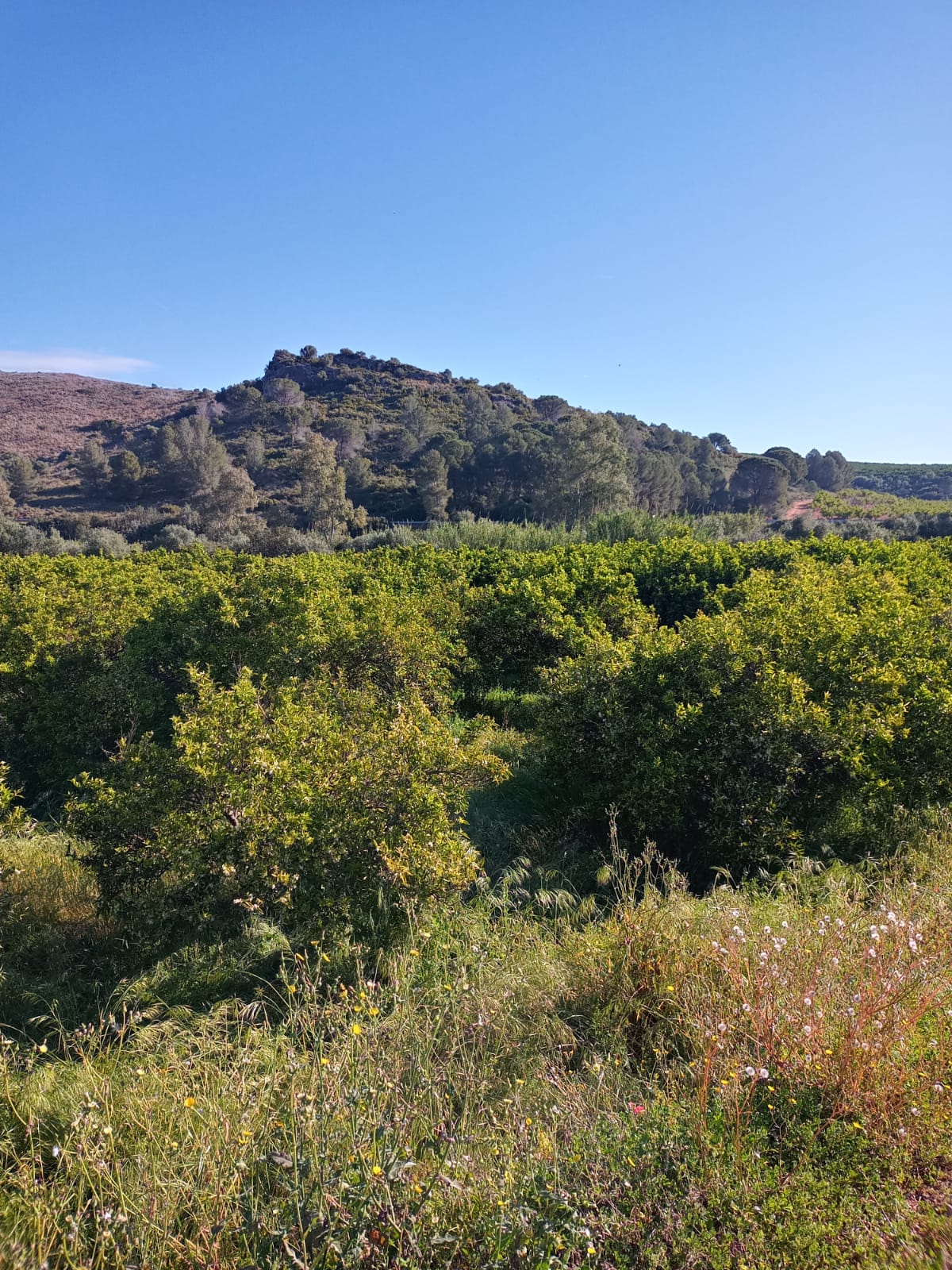 IMG-20260506-WA0007