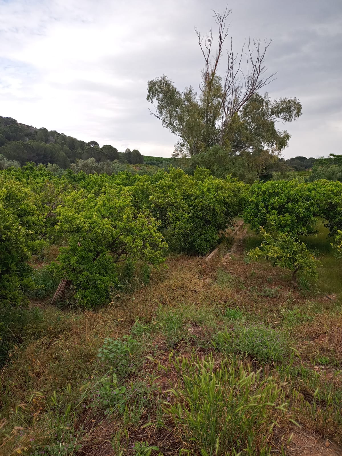 IMG-20260506-WA0008